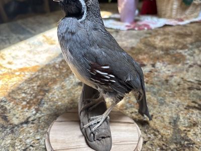 Lifelike California Quail Taxidermy Mount with Wooden Base - Detailed & Realistic Decor