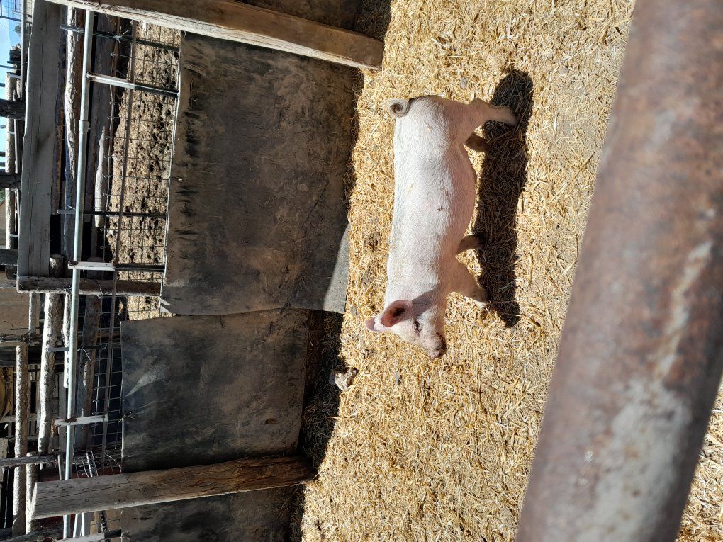 Purebred Boar