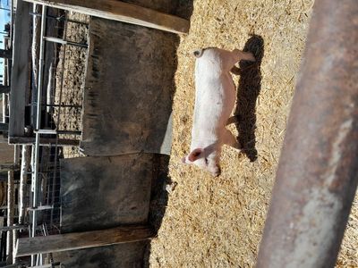 Purebred Boar
