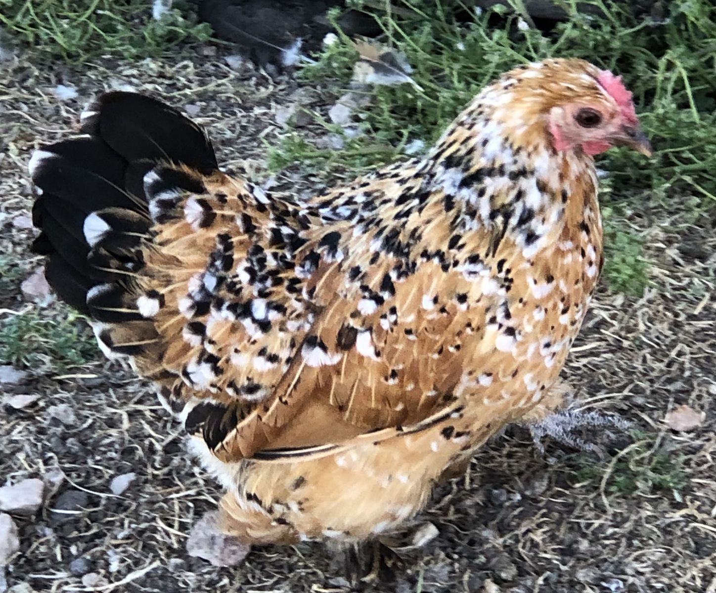 Bantam Cochin X Mille Fleur cross pullets 