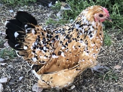 Bantam Cochin X Mille Fleur cross pullets