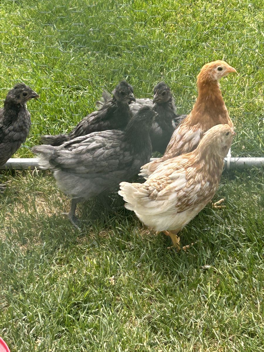 Coop ready pullets