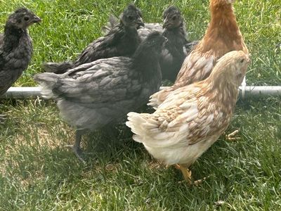 Coop ready pullets