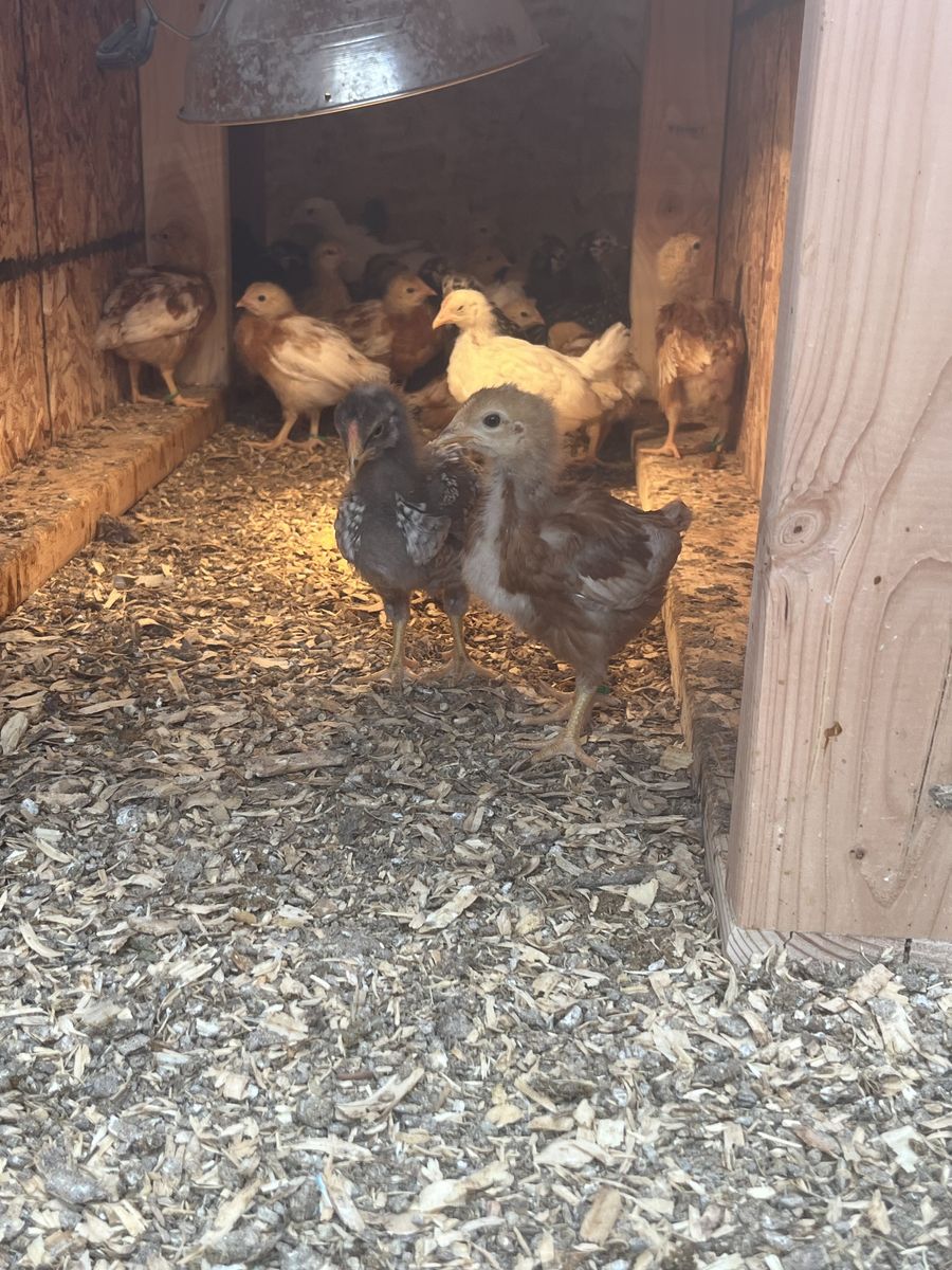 5weeks Female chicks - mystic onyx, Easter eggers, silver laced, golden comet, leghorn