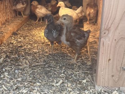 5weeks Female chicks - mystic onyx, Easter eggers, silver laced, golden comet, leghorn
