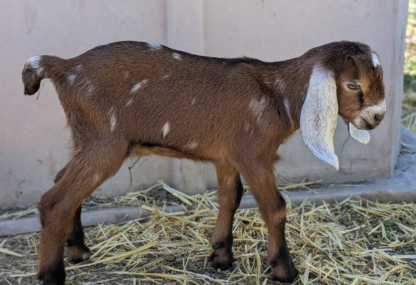 Moonspotted full Nubian Buckling