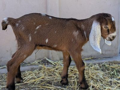 Moonspotted full Nubian Buckling