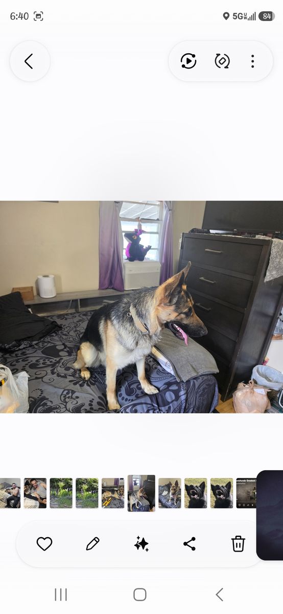 AKC Registered German Shepherd - Young Male