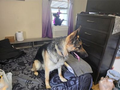 AKC Registered German Shepherd - Young Male