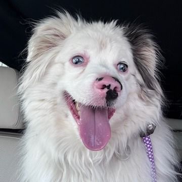 Hello my name is Yeti