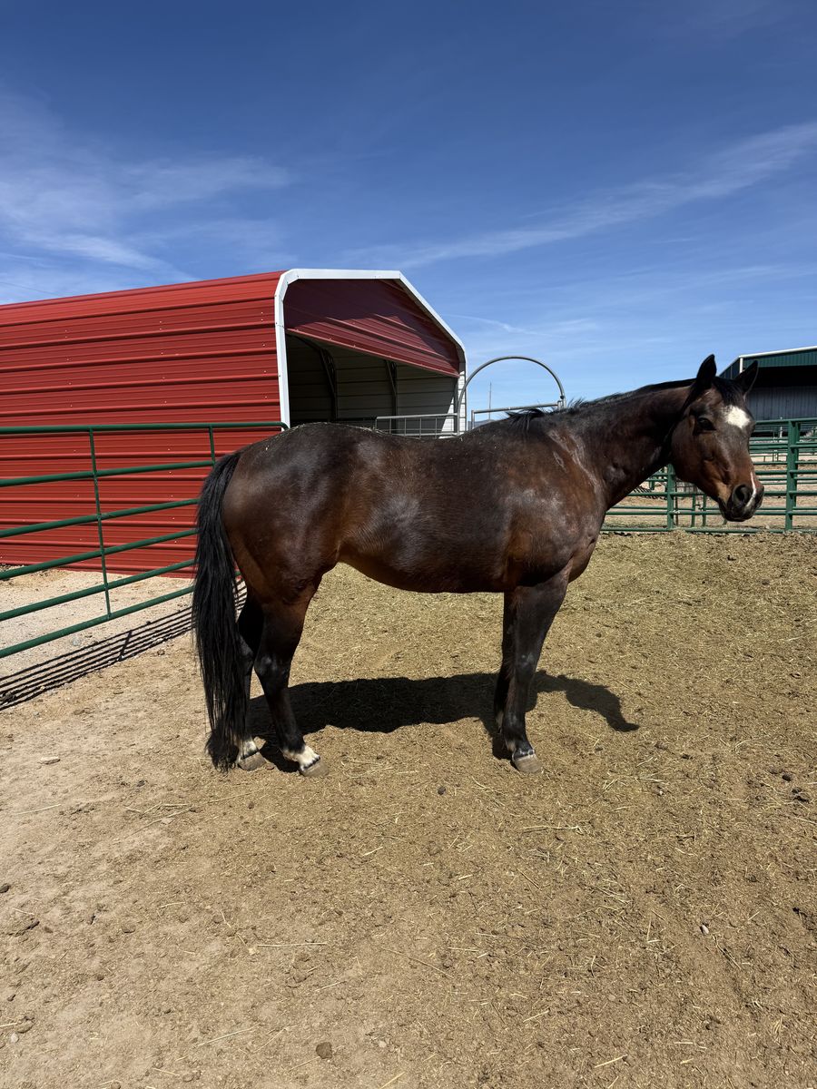 2012 AQHA Skipper W Broodmare