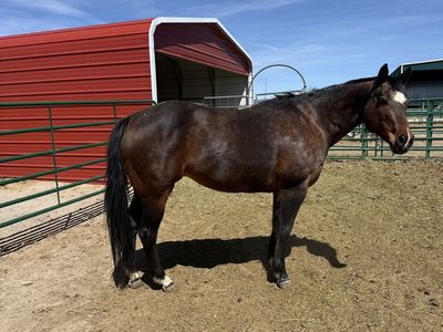 2012 AQHA Skipper W Broodmare