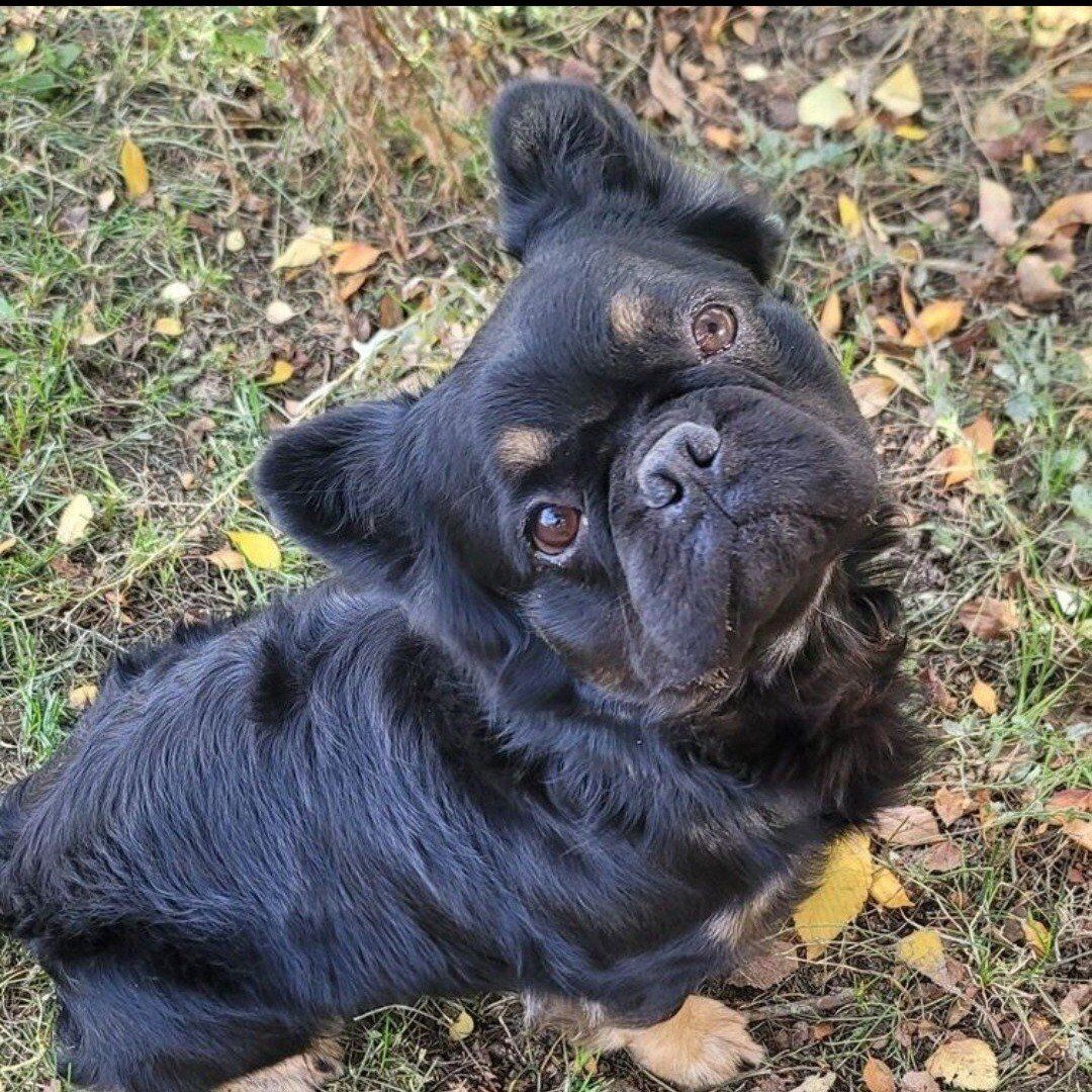 Handsome AKC French Bulldog stud