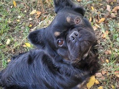 Handsome AKC French Bulldog stud