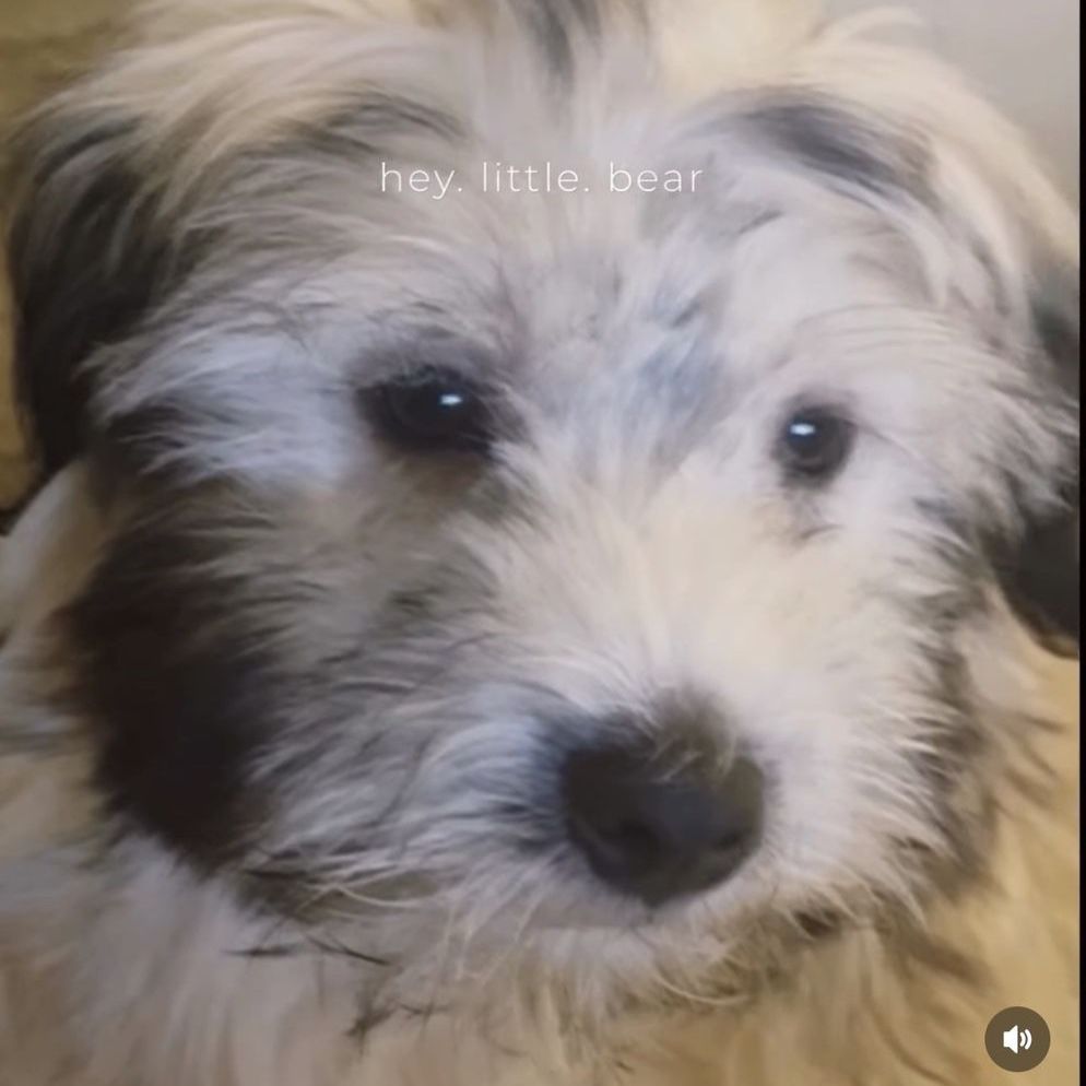 Coton De Tulear Dog for Adoption: 1-Year-Old Male, Fully Vaccinated, Crate & Potty Pad Trained