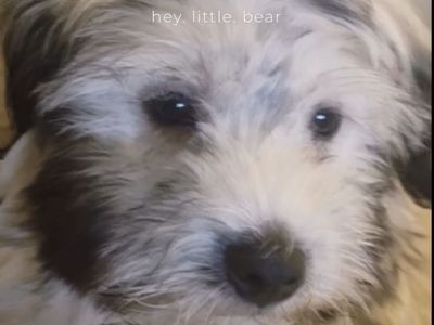 Coton De Tulear Dog for Adoption: 1-Year-Old Male, Fully Vaccinated, Crate & Potty Pad Trained