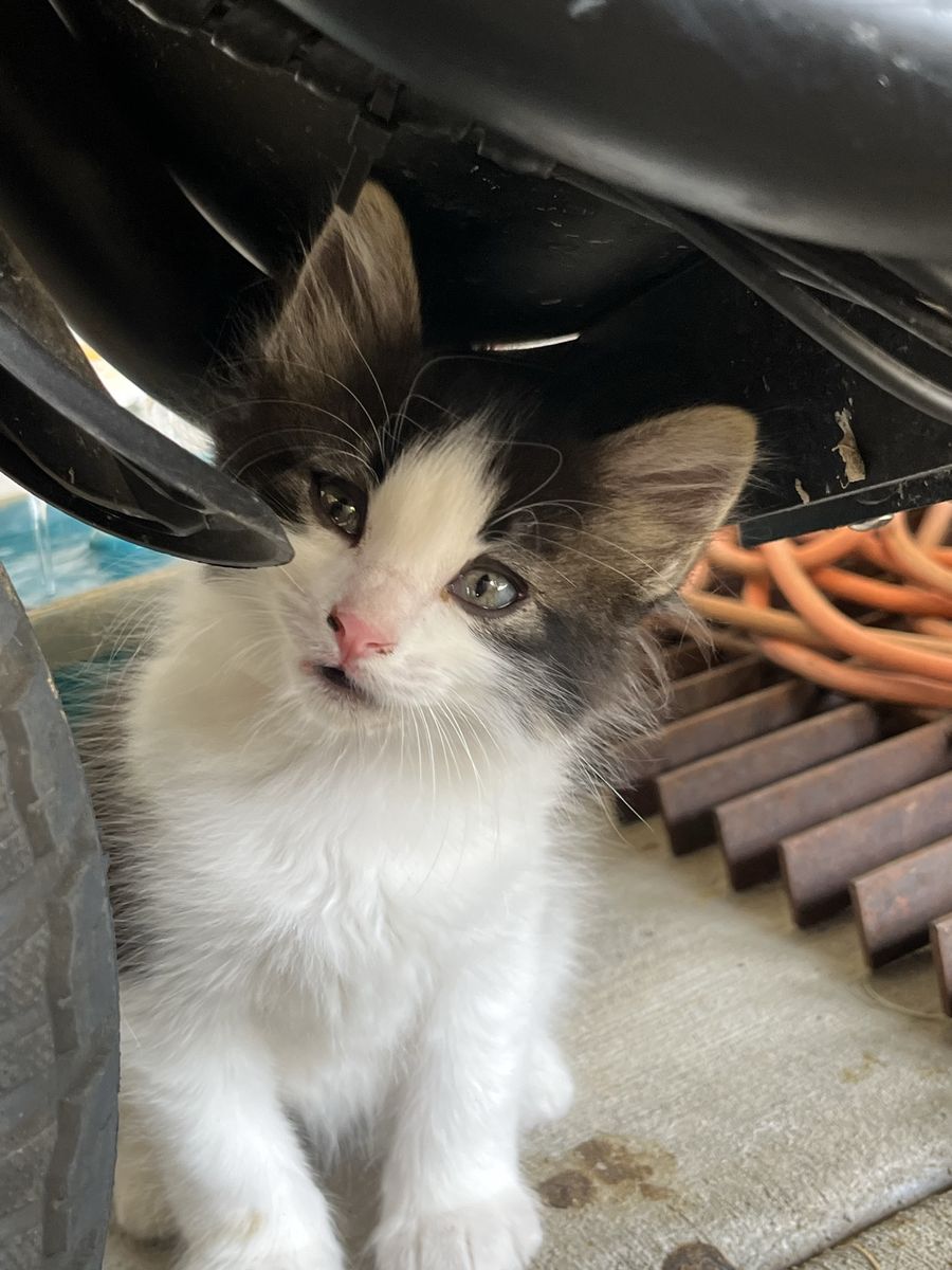 Manx/Bengal kittens 