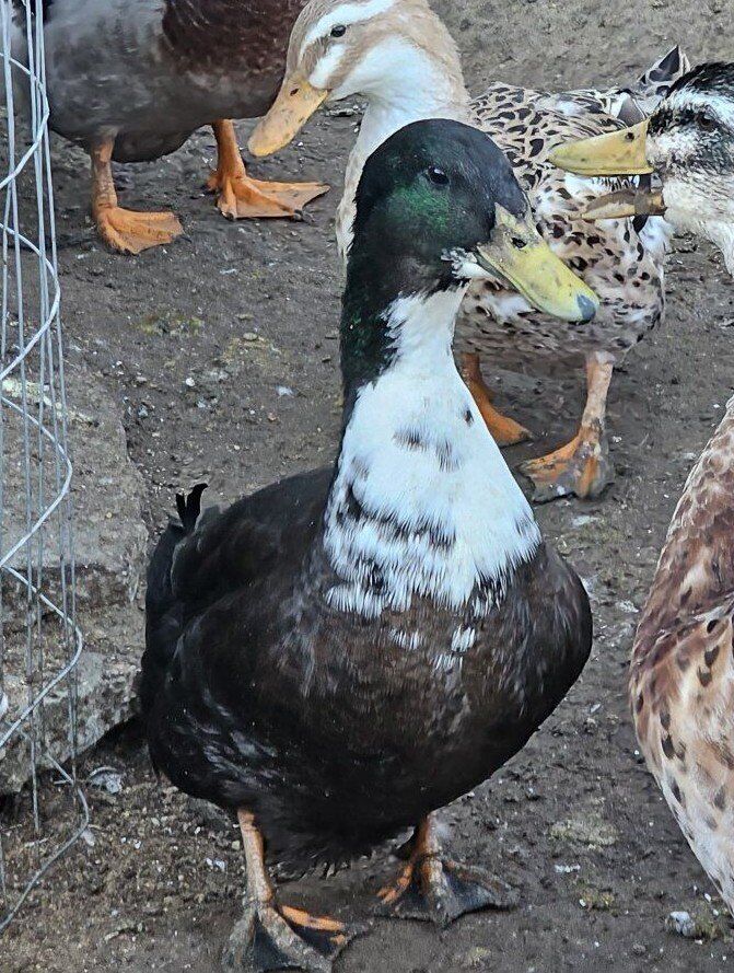 Black Swedish Flock of Ducks for Sale