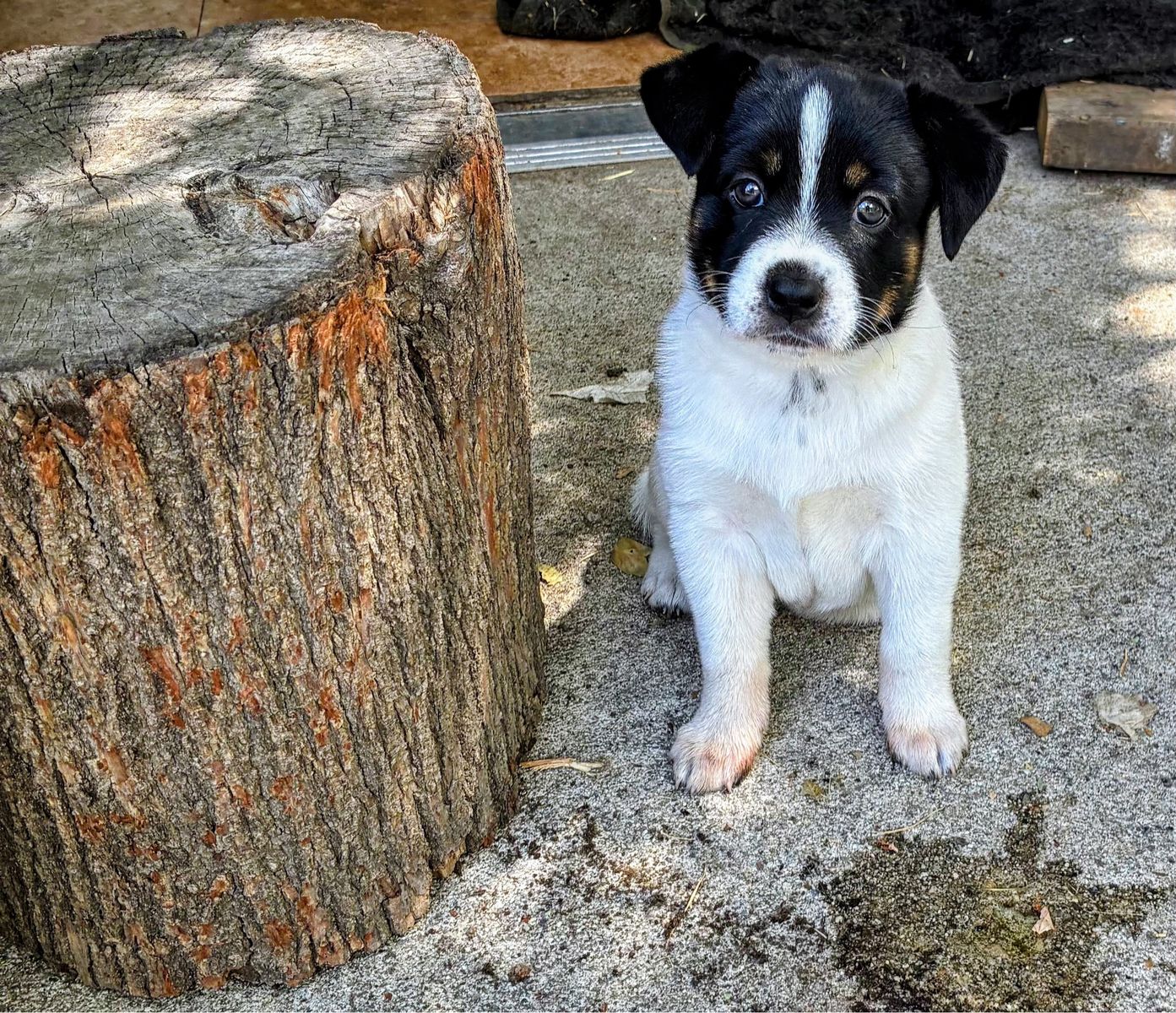 Puppies for sale