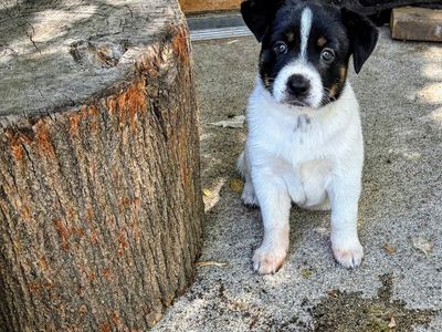 Puppies for sale