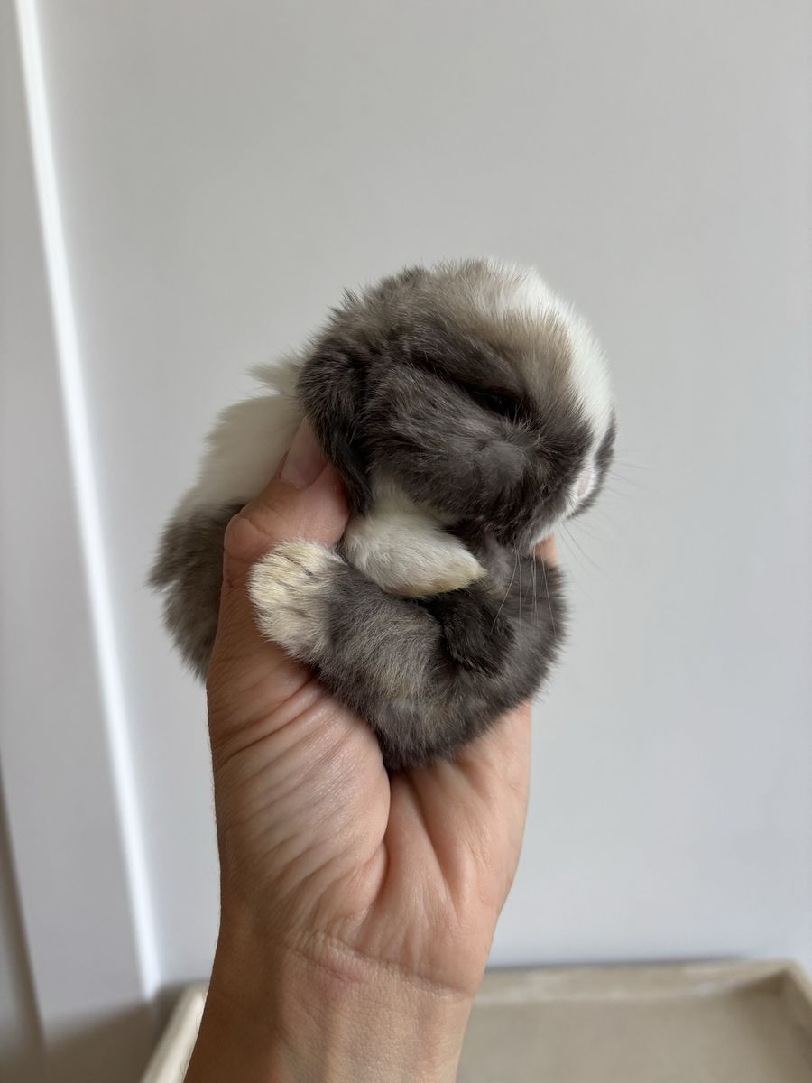 Holland lop doe