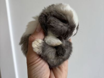 Holland lop doe