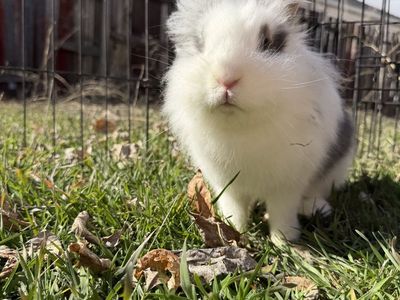 Lionhead Bunny