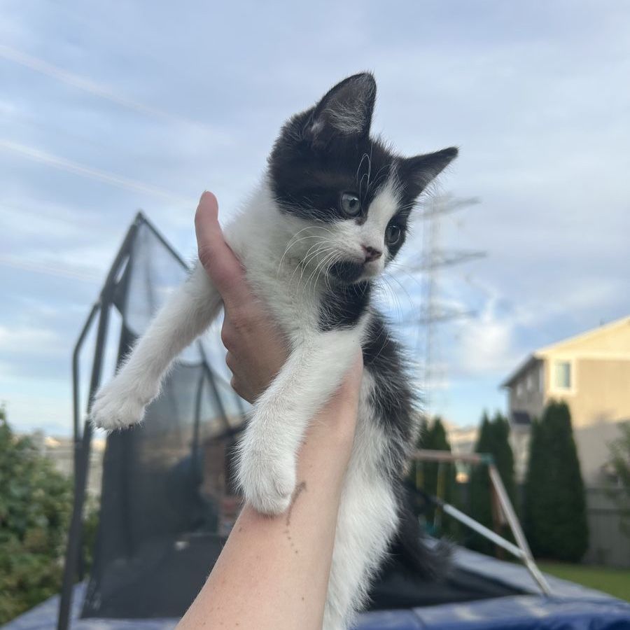 Two kittens!