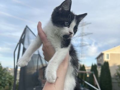 Two kittens!