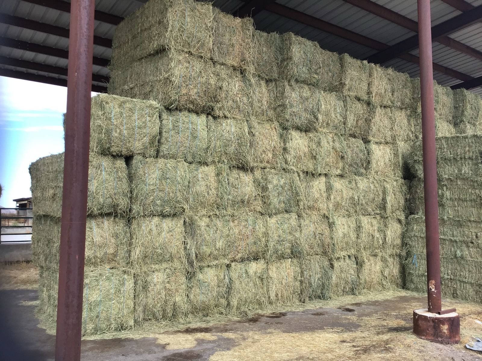 Alfalfa Hay  3 x 3 x 8 bales