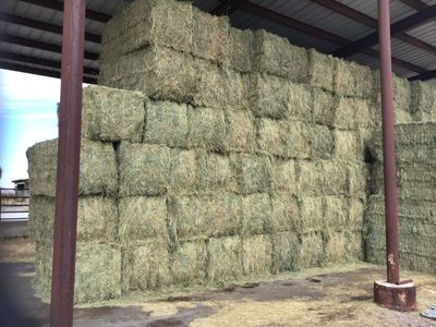 Alfalfa Hay 3 x 3 x 8 bales