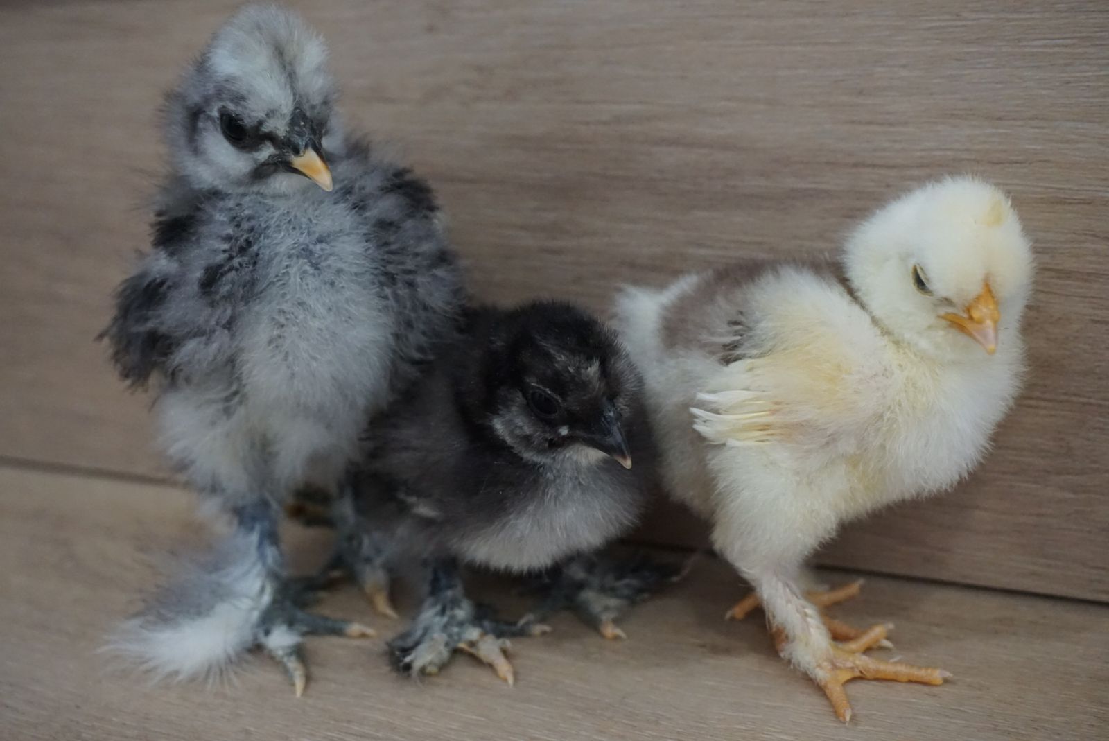 DNA Sexed Silkie Cockerels!