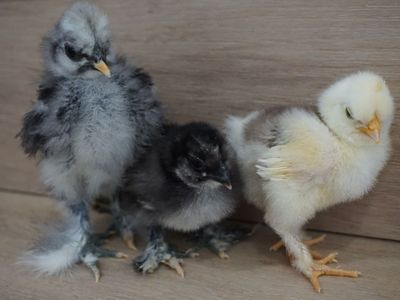 DNA Sexed Silkie Cockerels!