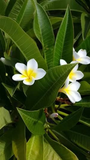 Plumeria cuttings! White and yellow flowers