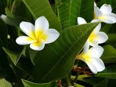 Plumeria cuttings! White and yellow flowers