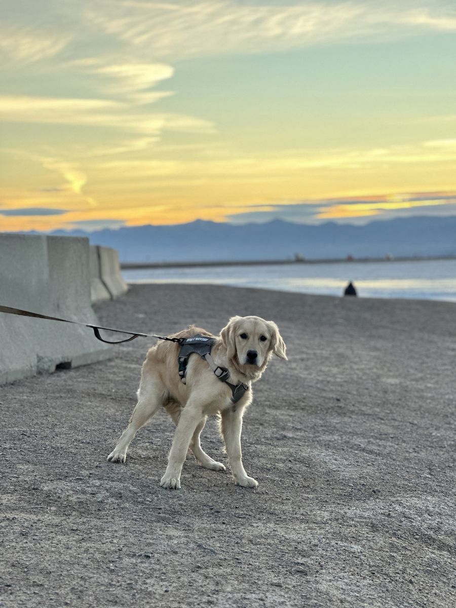 Golden retriever puppy
