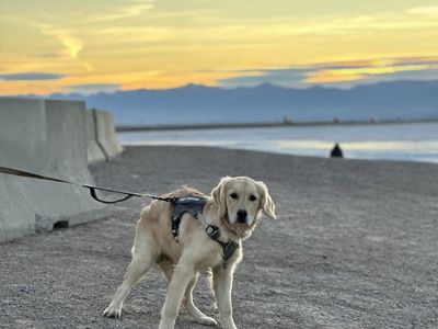 Golden retriever puppy