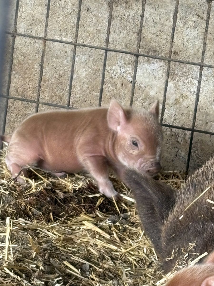 Newest kune/pot belly litter. 