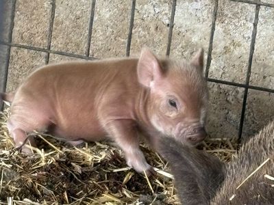 Newest kune/pot belly litter.
