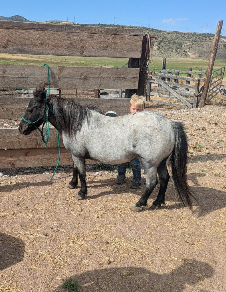 Kids Pony