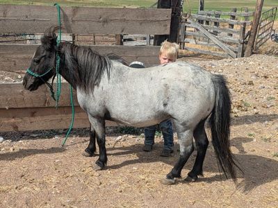 Kids Pony