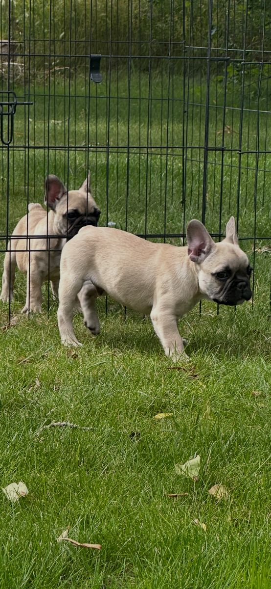 French Bulldog Puppies - 2 Male Frenchies Available (Frenchy)