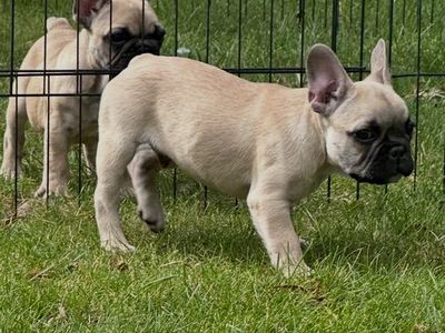 French Bulldog Puppies - 2 Male Frenchies Available (Frenchy)