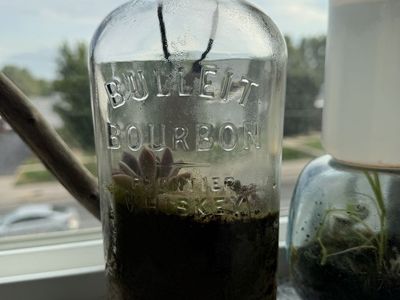 Handmade Terrarium in Repurposed Bourbon Bottle