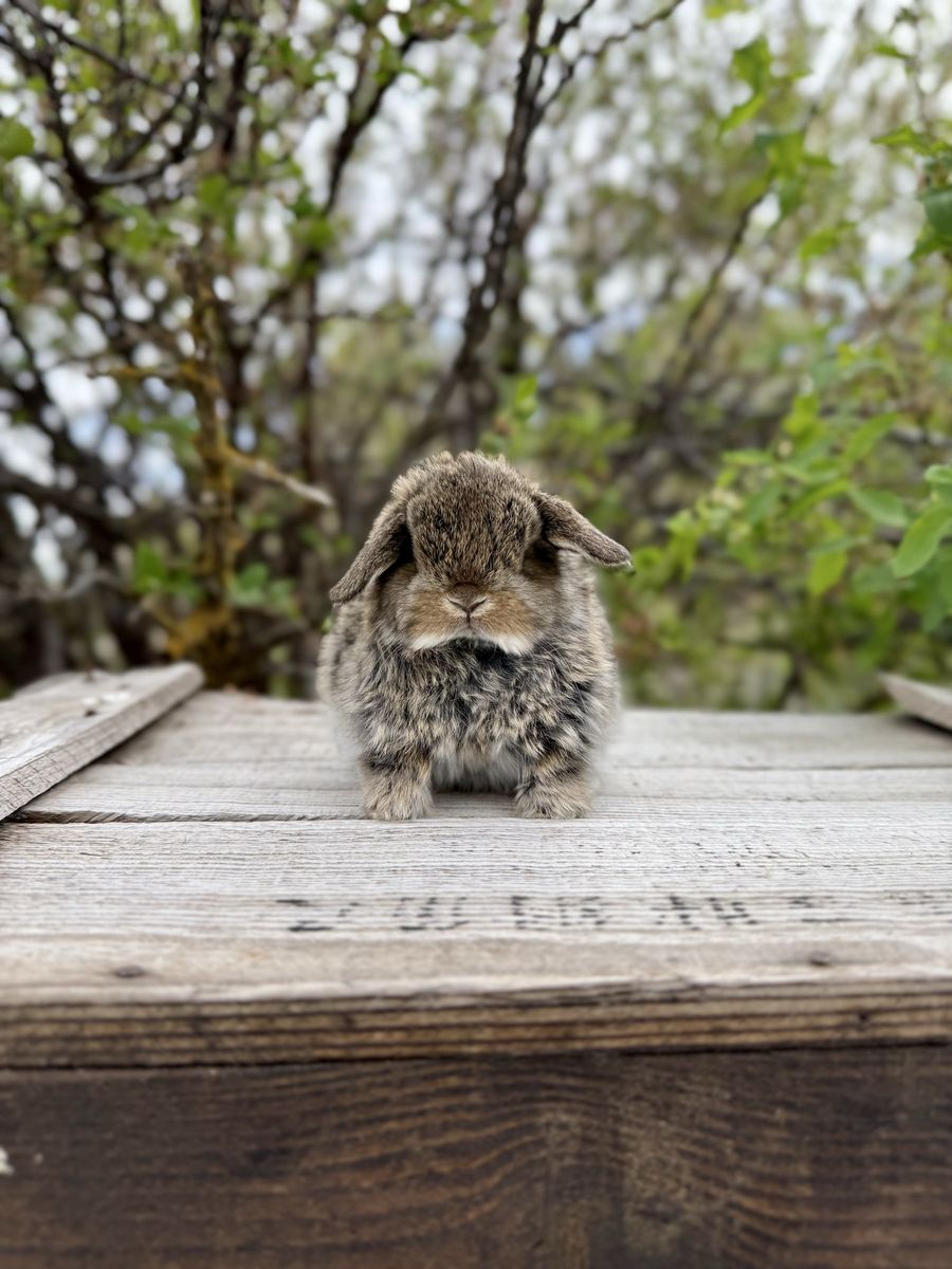 Chestnut Holland Lop Buck