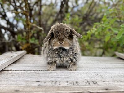 Chestnut Holland Lop Buck