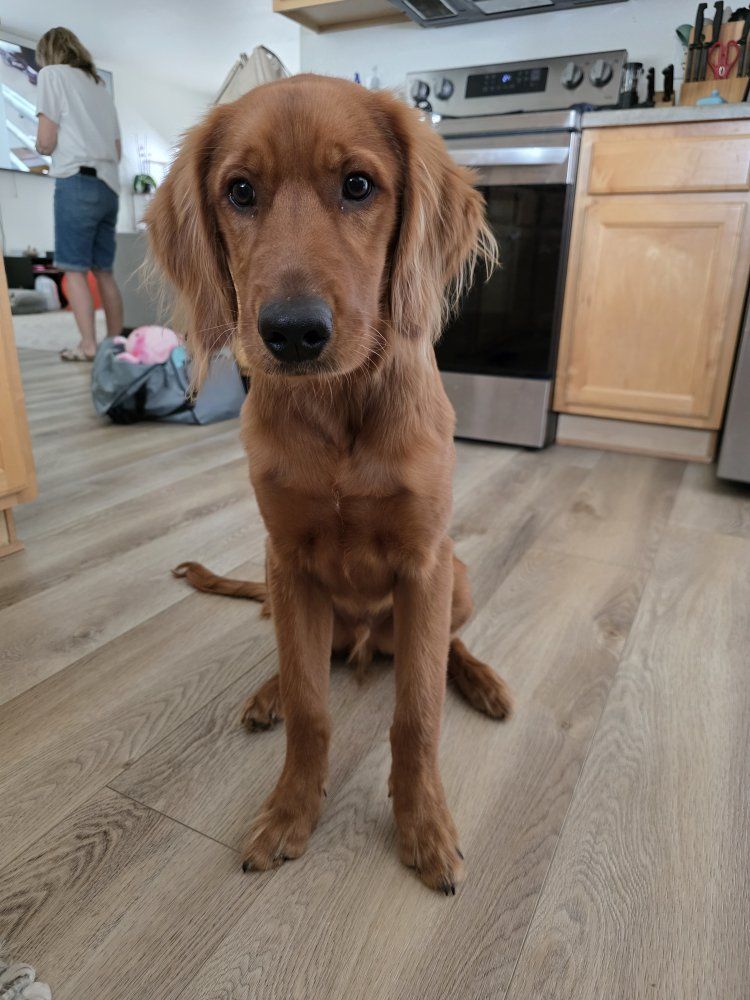 6mo Purebred Red Golden Retriever