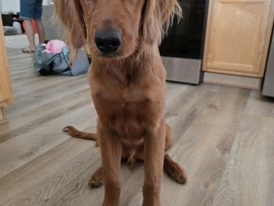 6mo Purebred Red Golden Retriever