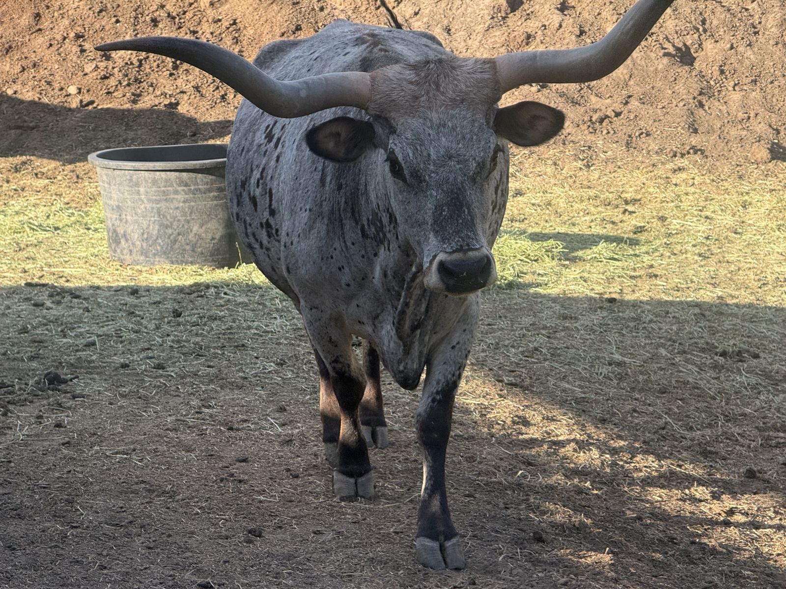 3 for 1 Exposed Long Horn Cow with Calf
