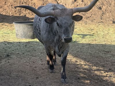 3 for 1 Exposed Long Horn Cow with Calf